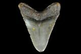 3.09" Fossil Megalodon Tooth - North Carolina - #130028-2